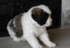 Ready-Saint-Bernard-Puppies-For-for-Re-Homing-