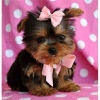 Akc-Registered-Cute-Male-Females-Yorkie-Available