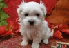 4-Cute-Maltese-Puppies-for-sale