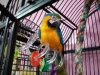Congo-African-Grey-Parrot-hyacinth-macaw-parrots-and-blue-and-gold-macaw-parrots-sales