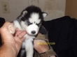 Two-Siberian-Husky-Puppies-ready-to-join-new-home-Asap-