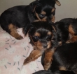 Beautiful-Pedigree-Yorkshire-Terrier-Puppies